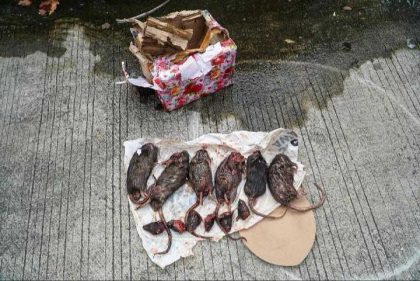 Teror Kepala Tikus kepada Tempo Media.